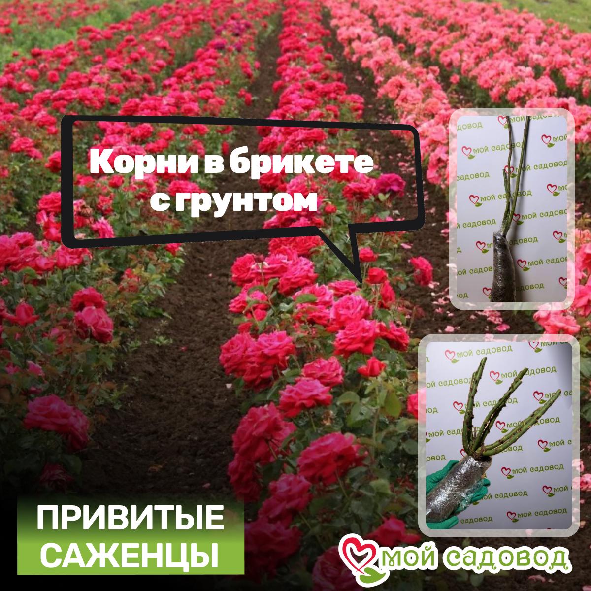 Роза спрей Мирабель