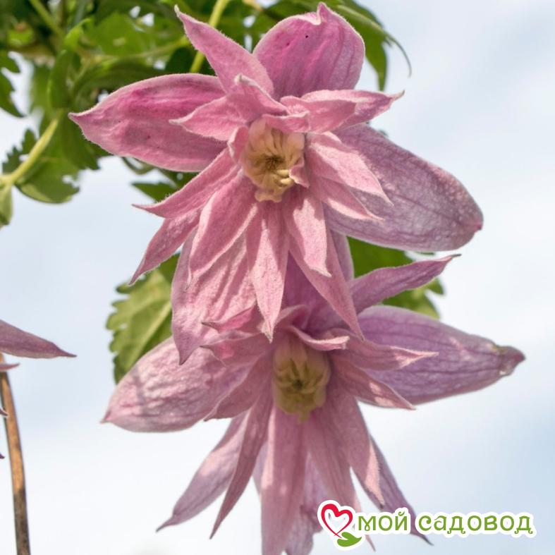 Клематис Пинк Сюрпрайз