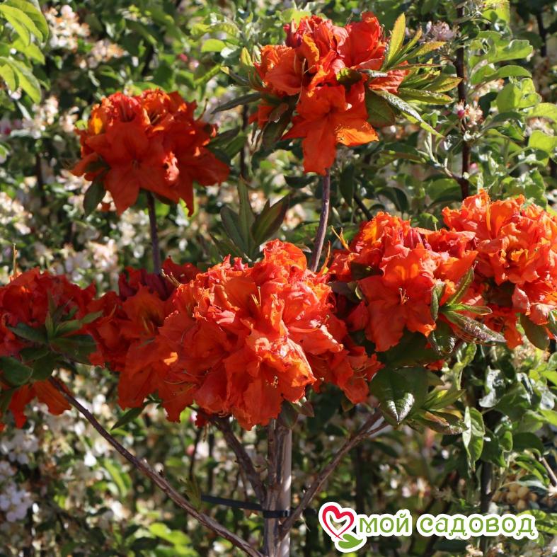 Азалия/Рододендрон листопадный Мандарин Лайтс